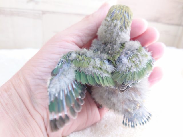 コザクラインコ（小桜インコ）