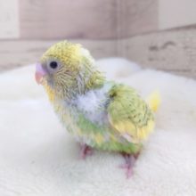 人懐っこいコ♪　セキセイインコ　スパングルパイド～～～