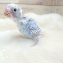 首を長くしてお待ちしてますーー　セキセイインコ　スパングル～～