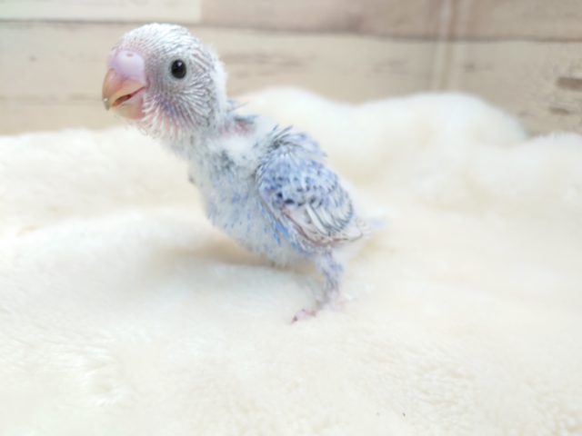 首を長くしてお待ちしてますーー　セキセイインコ　スパングル～～