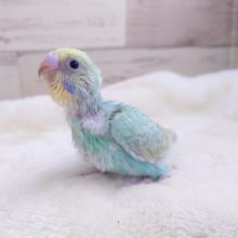 さわやかに登場～～パステルカラーレインボー