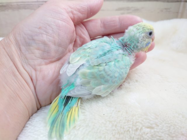 セキセイインコ