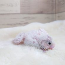 綿毛も羽根も真っ白さん♪　美白でｺﾞｻﾞｲﾏｽー　セキセイインコ　ダブルファクター