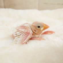 無表情っぽいけど、意外と感情がわかりやすい～～　白文鳥☆