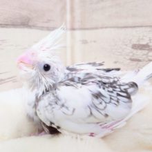 インコや文鳥、オウムや家禽｜千葉・栃木・神奈川・埼玉で販売中