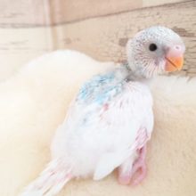 白さが光る☆セキセイインコ～～　ちょっと珍しいですよっ　スパングルパイドです！