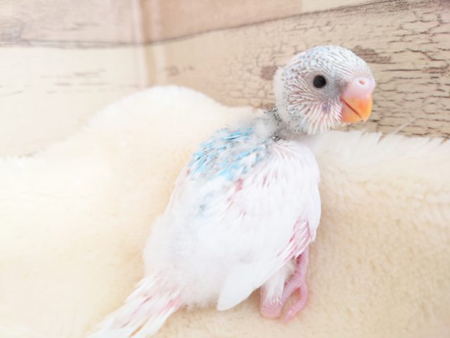 白さが光る☆セキセイインコ～～　ちょっと珍しいですよっ　スパングルパイドです！