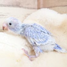 とことこ～歩くの大好き～～　セキセイインコ　スパングルです