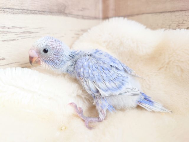 とことこ～歩くの大好き～～　セキセイインコ　スパングルです