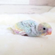 目ぢから　たっぷり～～　セキセイインコ　パステルレインボーパイドです！