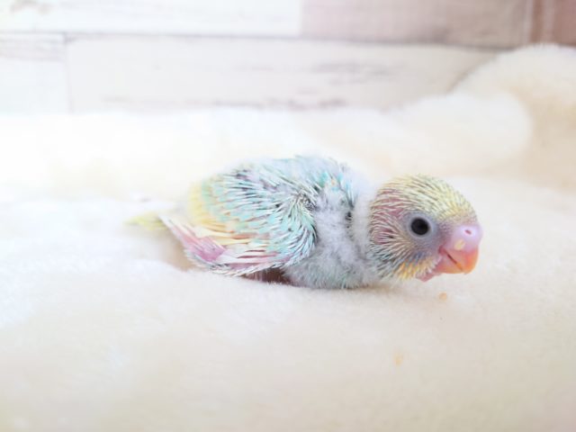 目ぢから　たっぷり～～　セキセイインコ　パステルレインボーパイドです！