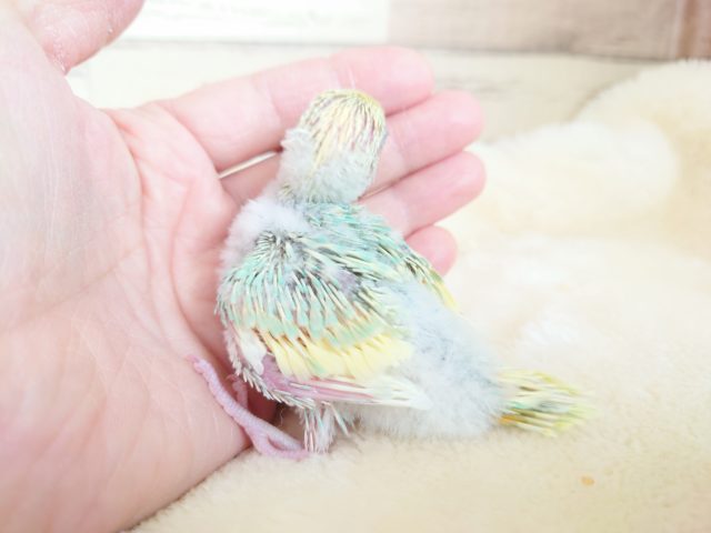 セキセイインコ