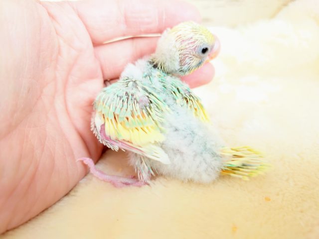 セキセイインコ