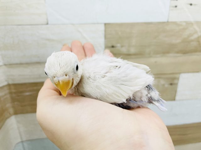 ボタンインコ