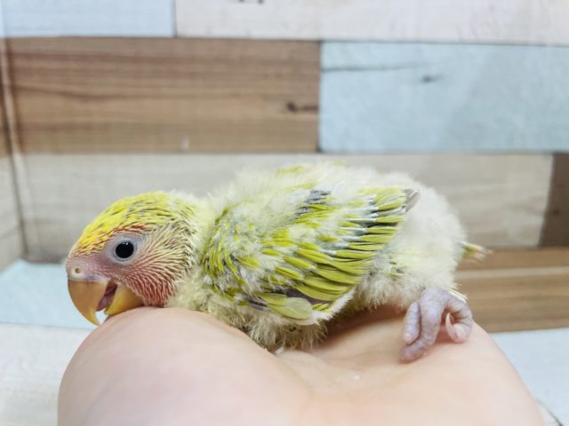 コザクラインコ（小桜インコ）