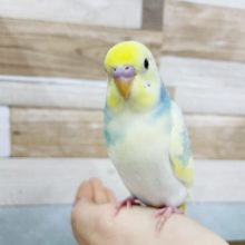 超ホヤホヤ最新画像✨元気いっぱい☆セキセイインコのパステルレインボーパイドカラー！