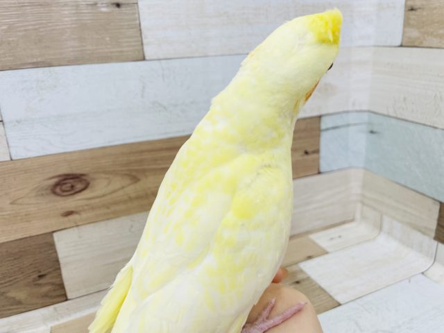 オカメインコ