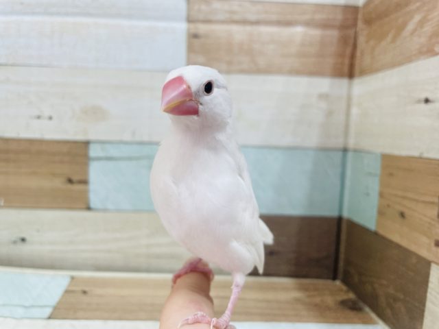 白文鳥