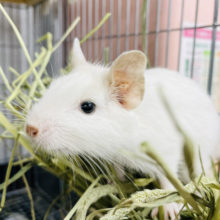 雪のように白い女の子☆デグーのホワイトカラー！