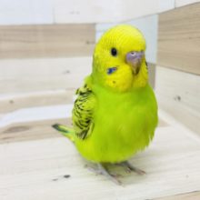 ビビりだけど可愛い♡セキセイインコ(オパーリン)