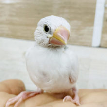 人気者なんですっ✨白文鳥ヒナ！