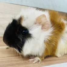 推してます。。。可愛い可愛いアビシニアンモルモット！！