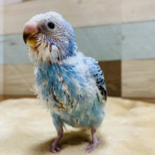 まだまだヒナちゃん！セキセイインコオパーリンやってきました！！