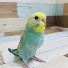 最新画像です！！優しいグリーンカラーのセキセイインコ☆　パステルカラーレインボーです♪