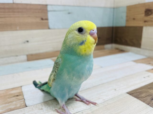 最新画像です！！優しいグリーンカラーのセキセイインコ☆　パステルカラーレインボーです♪