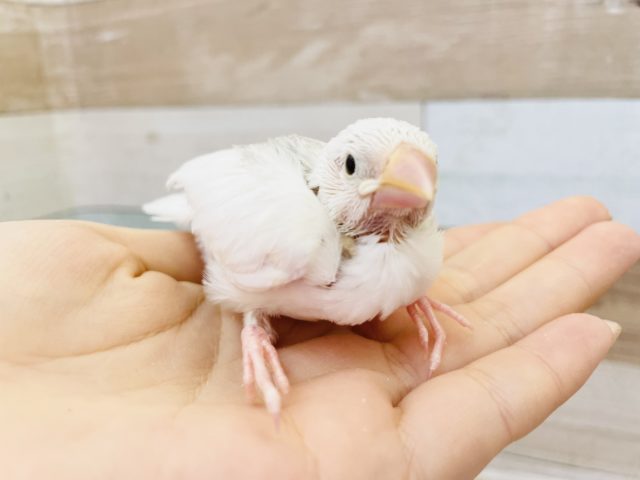 人気なんですっっ！！白文鳥ヒナ★