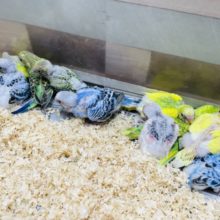 セキセイインコのヒナさんいっぱい来ました〜