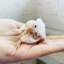 人気者過ぎて困っちゃう♥白文鳥ヒナ！