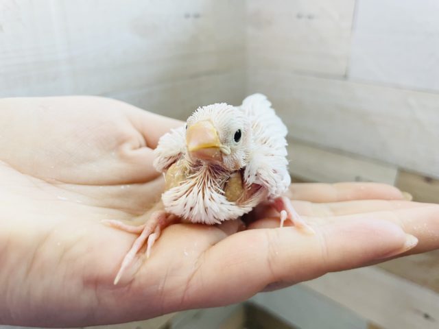 人気者過ぎて困っちゃう♥白文鳥ヒナ！