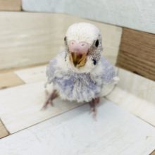 食いしん坊の突進✨セキセイインコヒナ(スパングル)