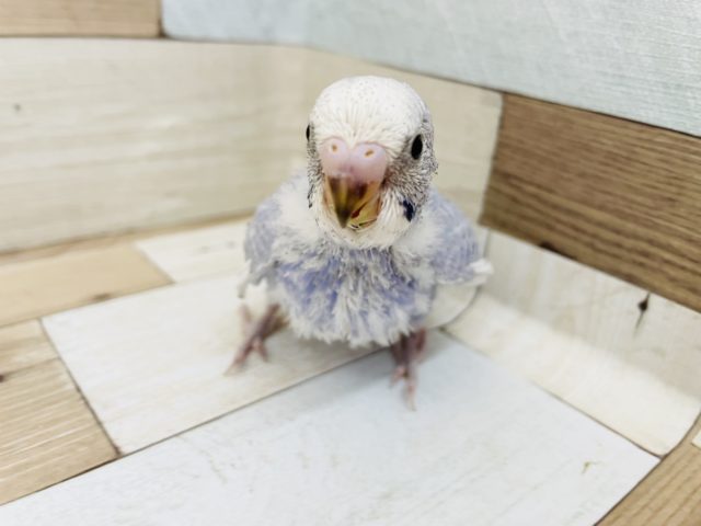 食いしん坊の突進✨セキセイインコヒナ(スパングル)