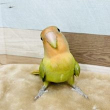 馴れてないじゃん…と見せかけて♥コザクラインコ(オパーリン)