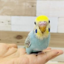 超ホヤホヤ最新画像♪不動の人気✨セキセイインコヒナ(パステルレインボー)