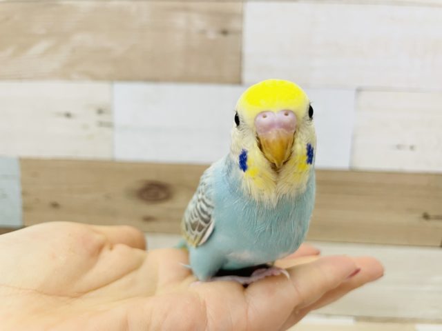 超ホヤホヤ最新画像♪不動の人気✨セキセイインコヒナ(パステルレインボー)