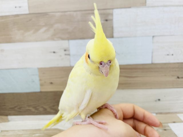 オカメインコ