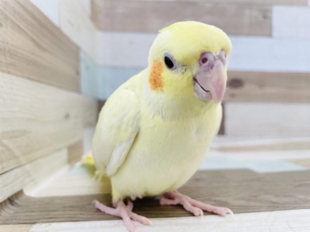 オカメインコ