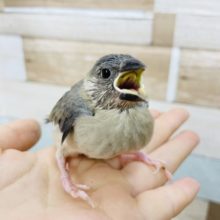 可愛い子がやってきた～♡桜文鳥ヒナ！