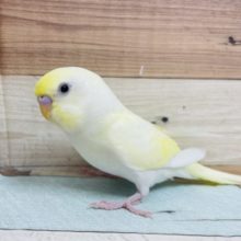 最新画像になります！久々！　♪♫　可愛らしい～～カラーのコ　セキセイインコ　クリーム☆