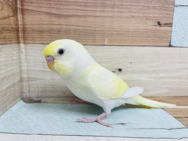 最新画像になります！久々！　♪♫　可愛らしい～～カラーのコ　セキセイインコ　クリーム☆