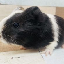 左右でガラッと変わります！モルモット　イングリッシュ