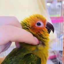超ホヤホヤ最新画像✨何でそんなに可愛いの…コガネメキシコインコヒナ！