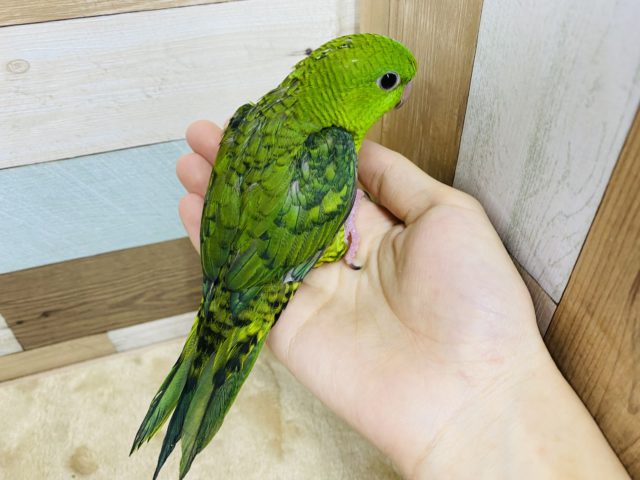 サザナミインコ