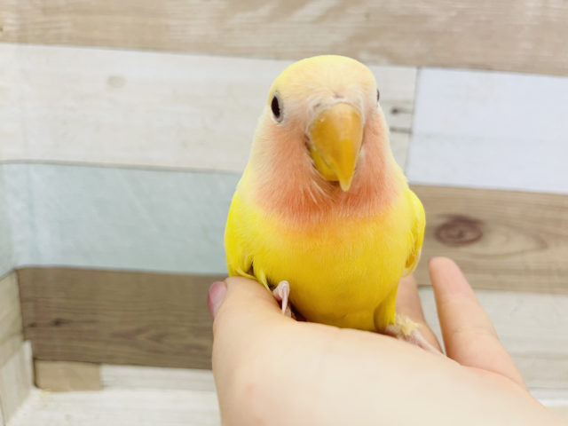 コザクラインコ（小桜インコ）