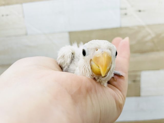 久しぶりの入荷です！ボタンインコさん(ホワイト)きました～♥️