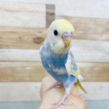 超ホヤホヤ最新画像✨綺麗なセキセイインコ♪パステルレインボーパイドやって来ました〜