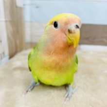 超ホヤホヤ最新画像♪ヒナエサ卒業✨鮮やかなカラーのコザクラインコ(タイガーチェリー)